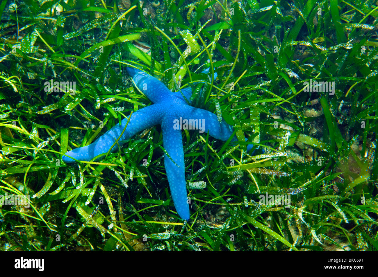 Blaue Seastar Sterne Seestern Linckia Laevigata Seegras Meer Grasgrün Riff wilde Tiere leben Meer Sealife Taucher Tauchen unter Wasser Stockfoto