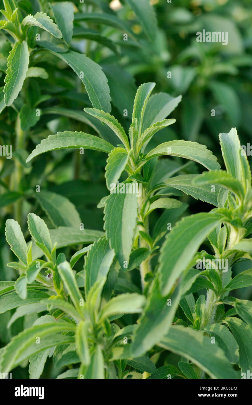 Sweet leaf von Paraguay (Stevia rebaudiana) Stockfoto