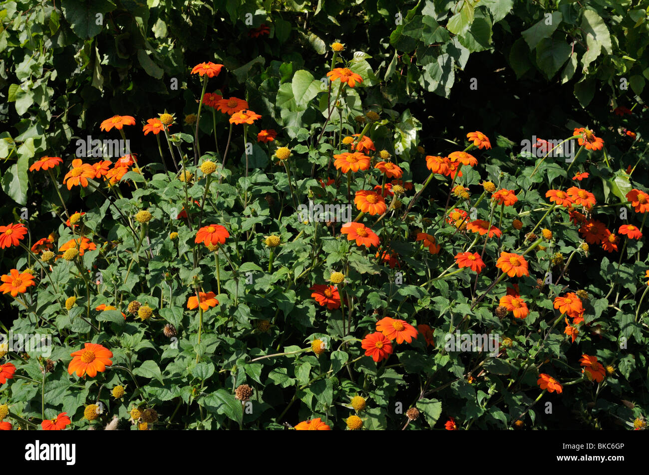 Mexikanische Sonnenblume (tithonia rotundifolia) Stockfoto