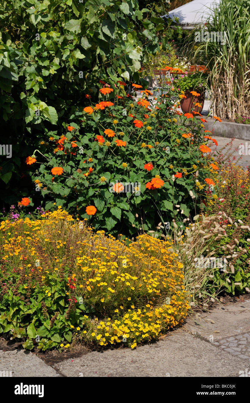 Mexikanische Sonnenblume (tithonia rotundifolia) und Tagetes (Tagetes) Stockfoto