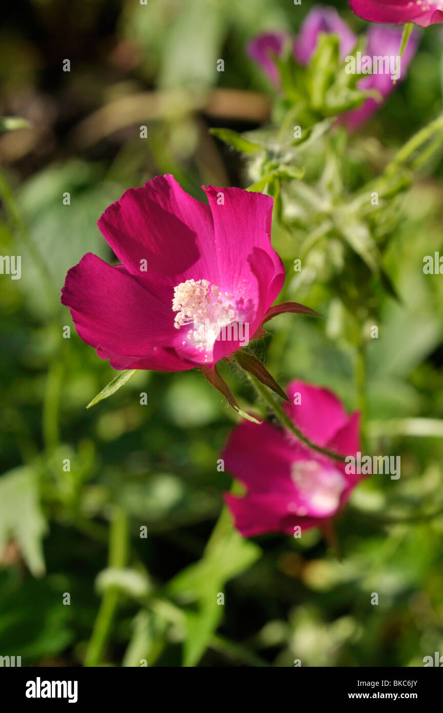 Lila Mohnblume Fotos Und Bildmaterial In Hoher Aufl sung Alamy lila-mohnblume-fotos-und-bildmaterial-in-hoher-aufl-sung-alamy