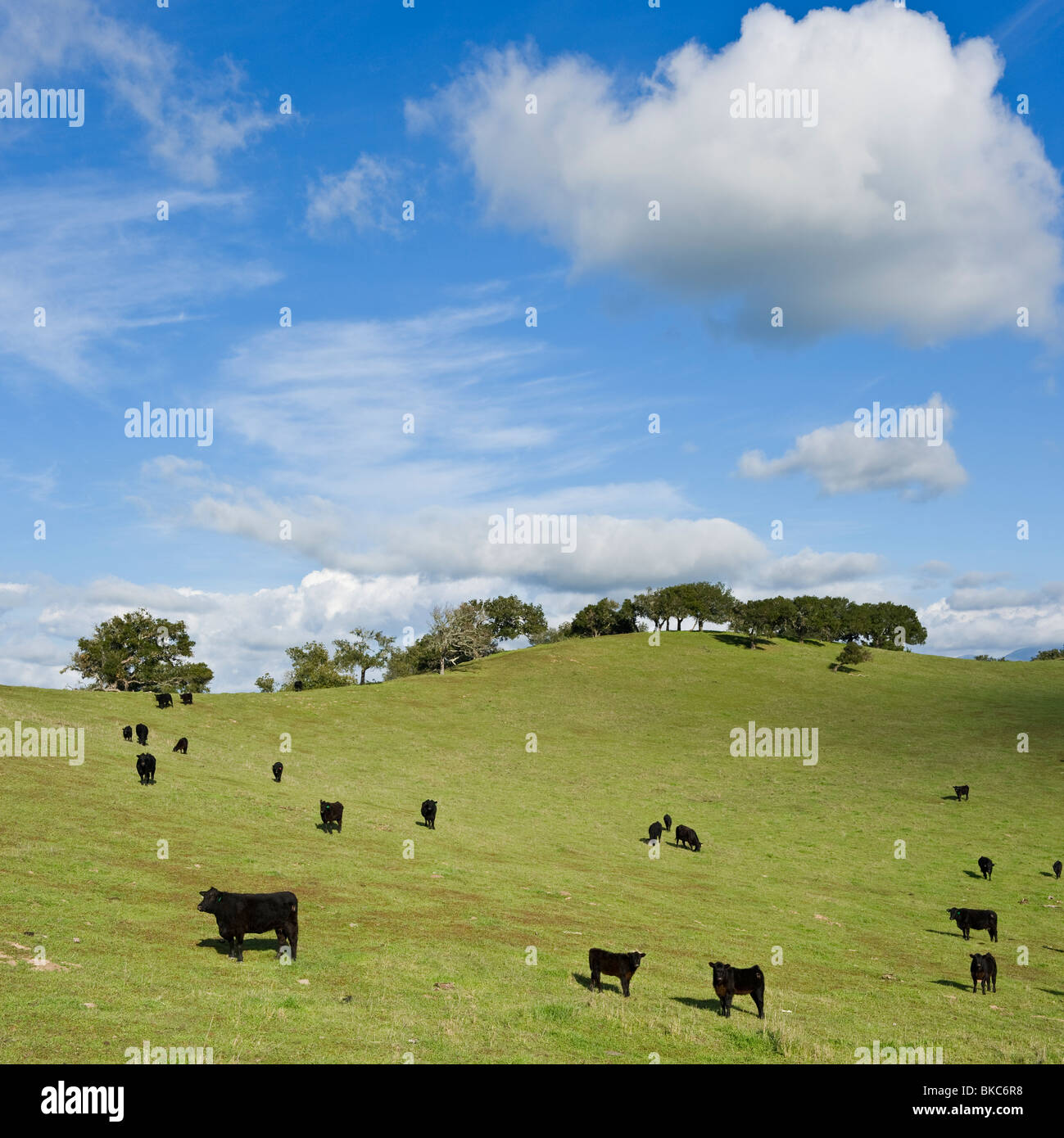 Herde von Black Angus Kühe und Kälber auf grüne Weide, Land in Santa Barbara, California Stockfoto