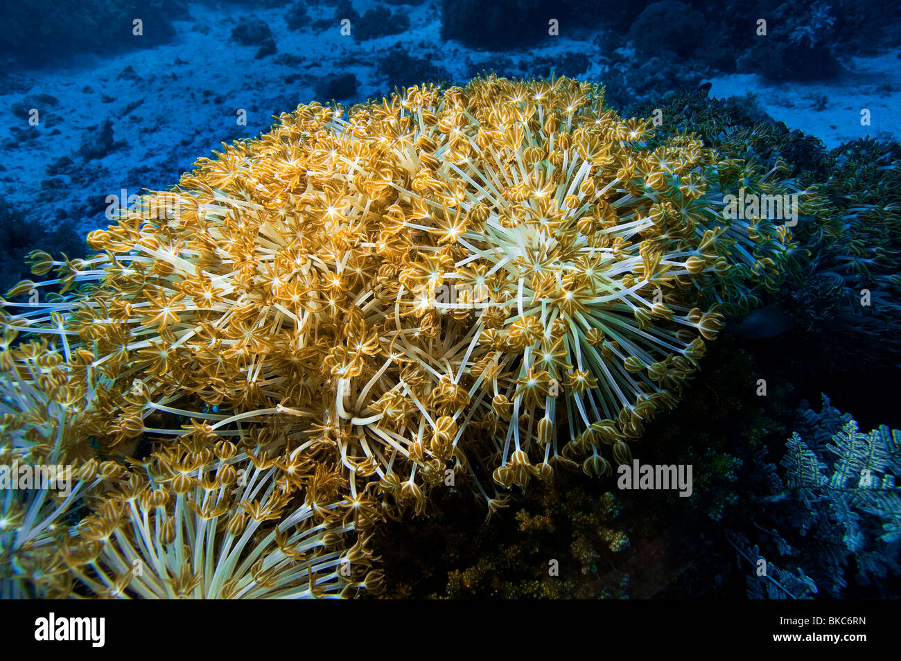 REEF Malapascua soft Coral Sea Anemone Corky Meer Finger Gongonian Briareum Asbestinum deadman's Finger Blume weichen Korallen xenia Stockfoto