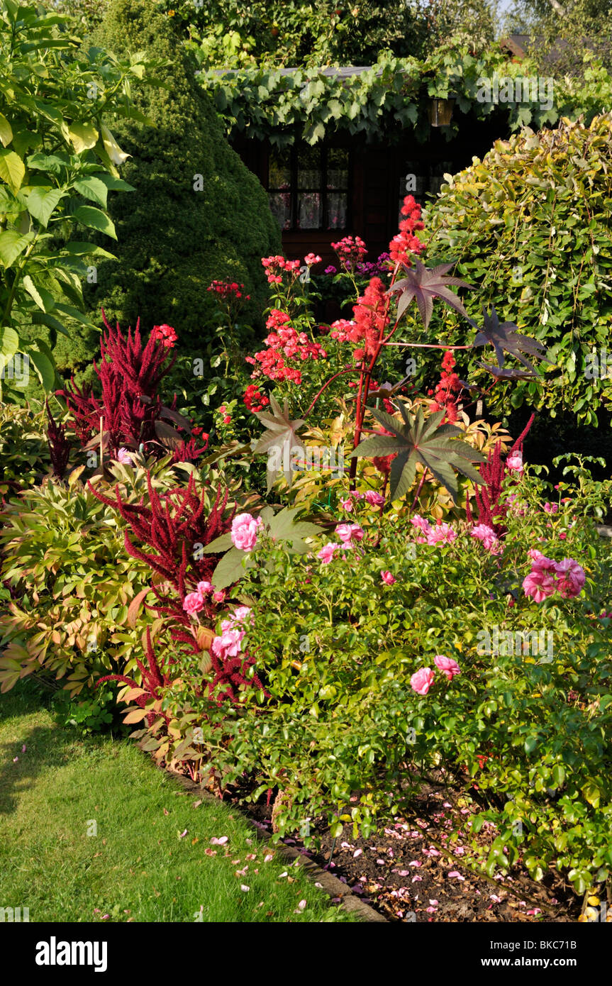 Rizinus (Ricinus communis), Love Lies Bleeding (amaranthus Caudatus) und Rose (rosa) Stockfoto