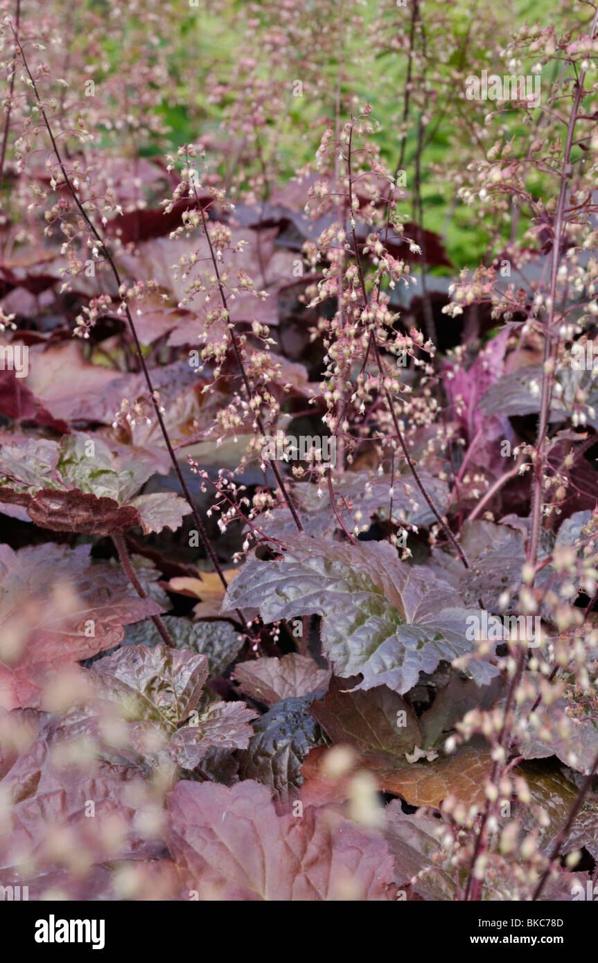 Fugendüse (alumroot Heuchera micrantha 'Palace purple') Stockfoto