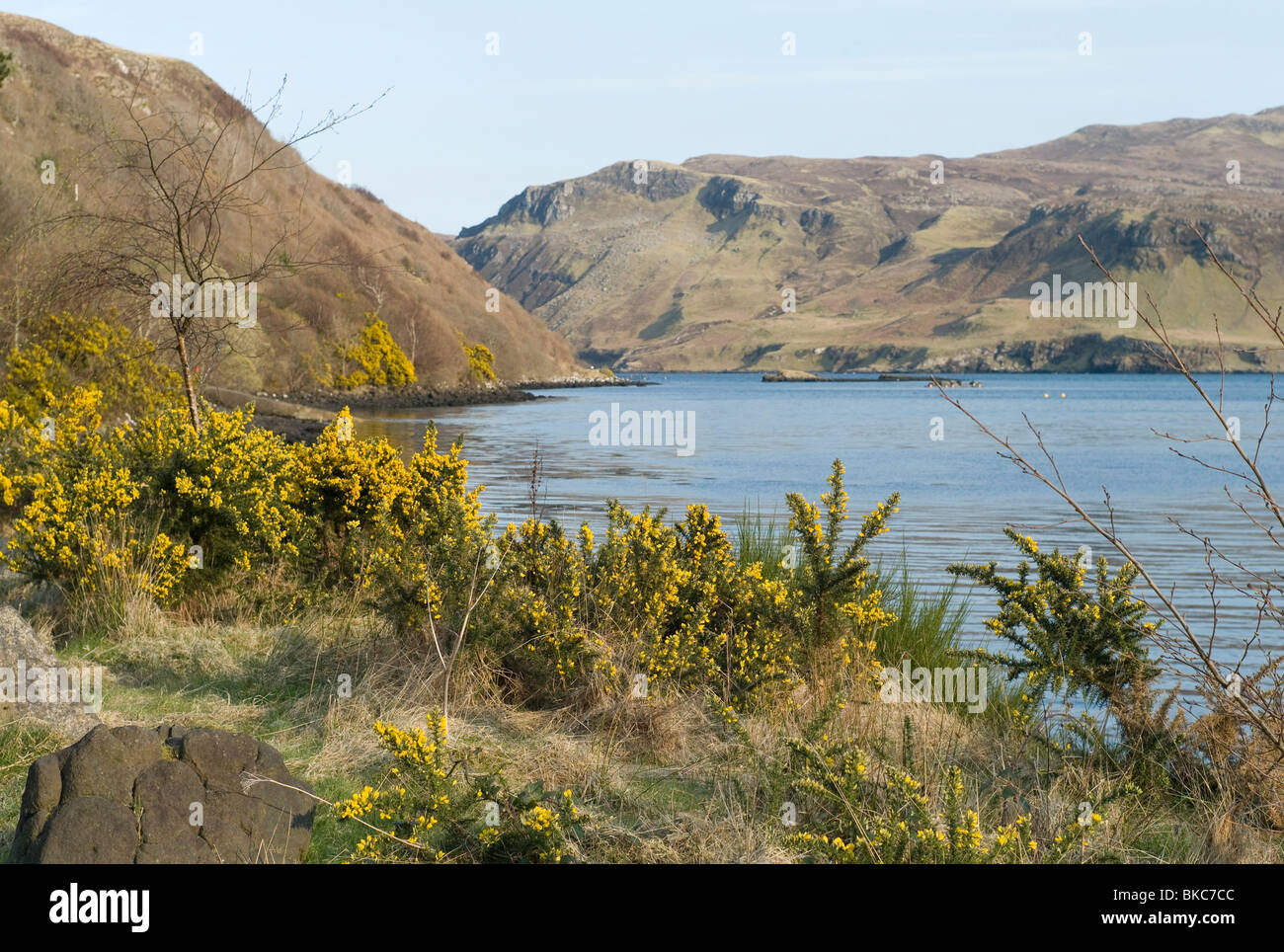 Ginster Busch im Frühling in Portree auf der Isle Of Skye, Schottland Stockfoto