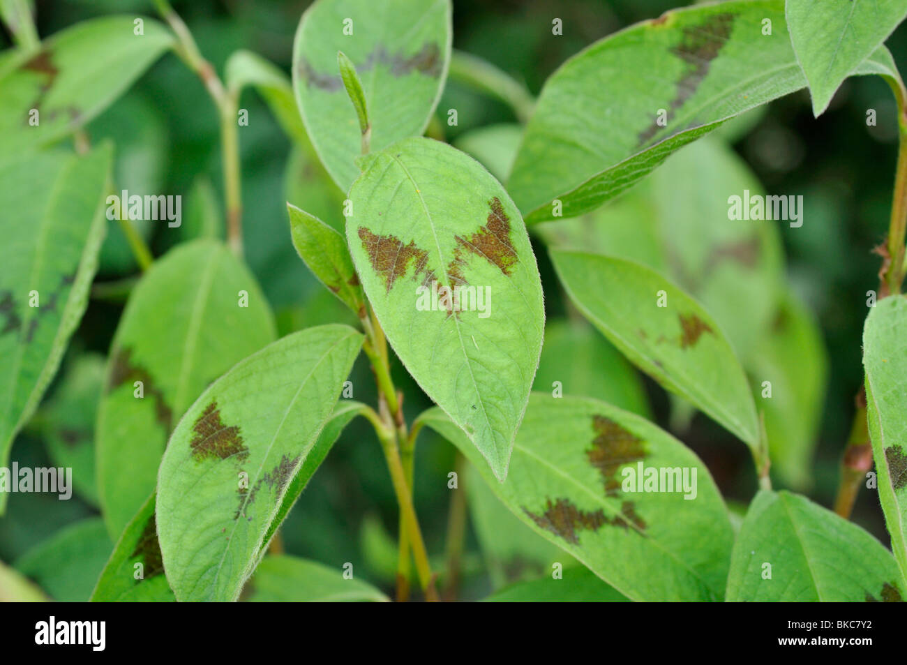Jumpseed (persicaria Filiformis "Lance Corporal" Syn. polygonum filiforme "Lance Corporal") Stockfoto