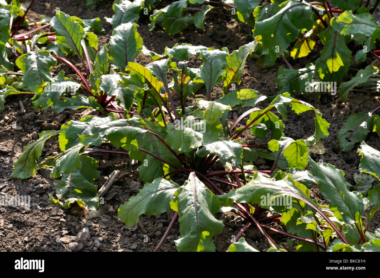 Rote Rübe (Beta vulgaris var. conditiva 'Pablo' Stockfotografie - Alamy