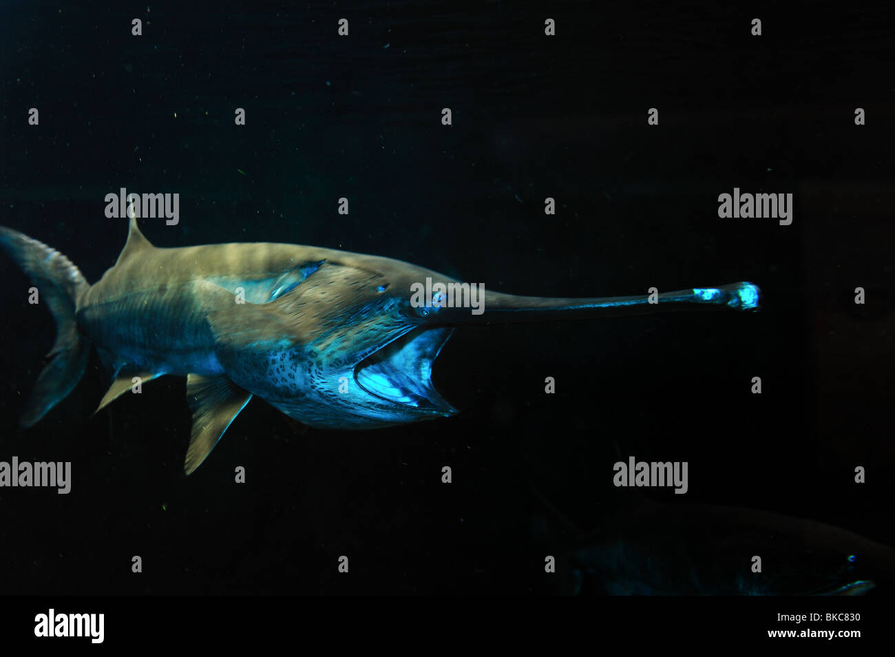 Amerikanische Löffelstöre, Polyodon Spathula, in Gefangenschaft Stockfoto