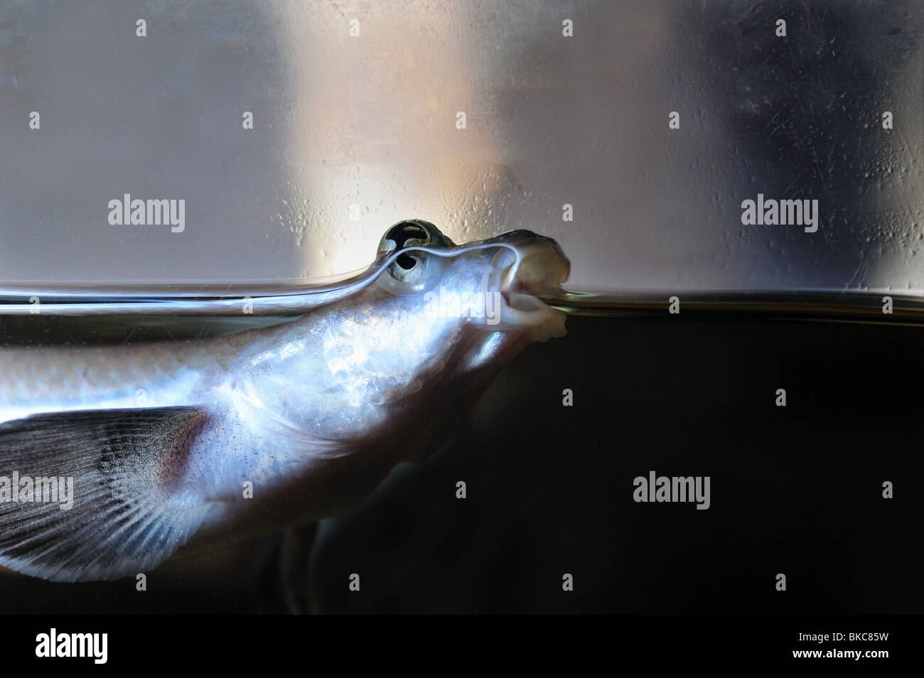 Vier – Eyed Fish, Anableps SP., in Gefangenschaft Stockfoto