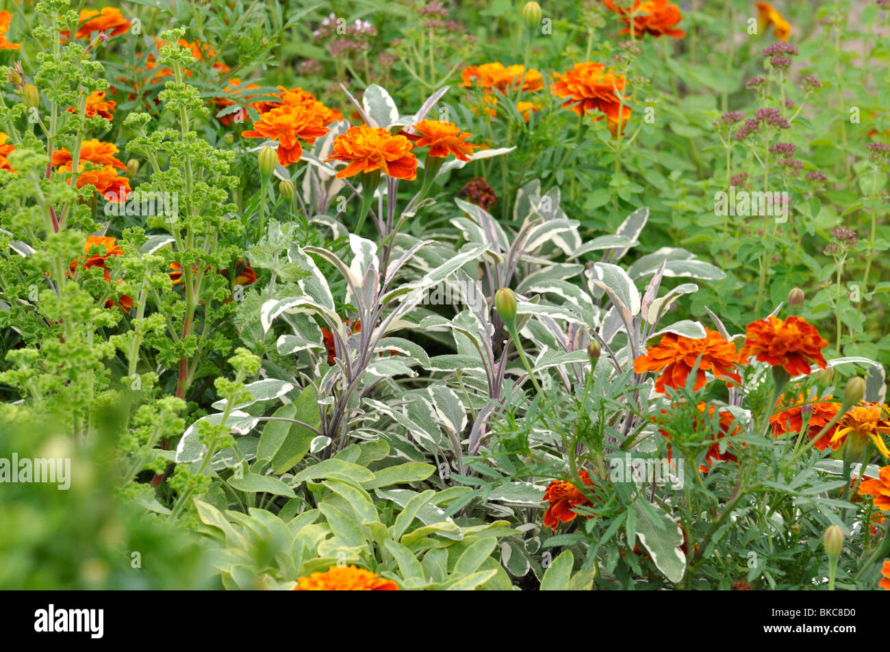 Gemeinsame Salbei (Salvia officinalis 'Tricolor') und Tagetes (Tagetes) Stockfoto