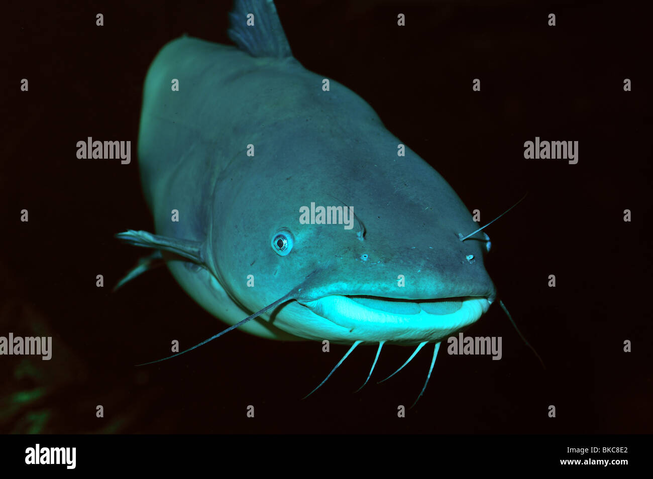Channel Catfish, Ictalurus Punctatus, Gefangenschaft Stockfoto