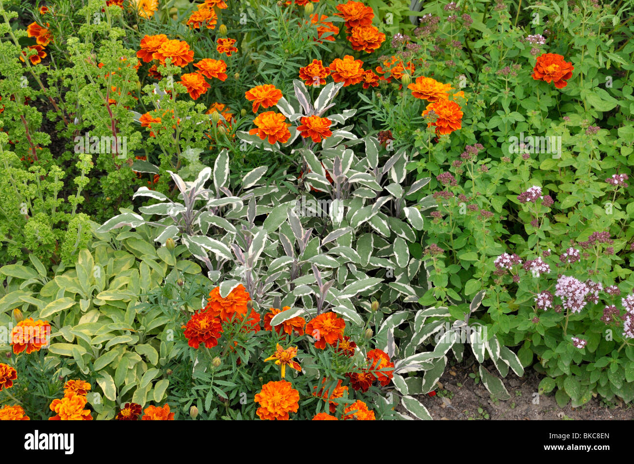 Gemeinsame Salbei (Salvia officinalis 'Tricolor'), Tagetes (Tagetes) und Griechischer Oregano (Origanum vulgare) Stockfoto
