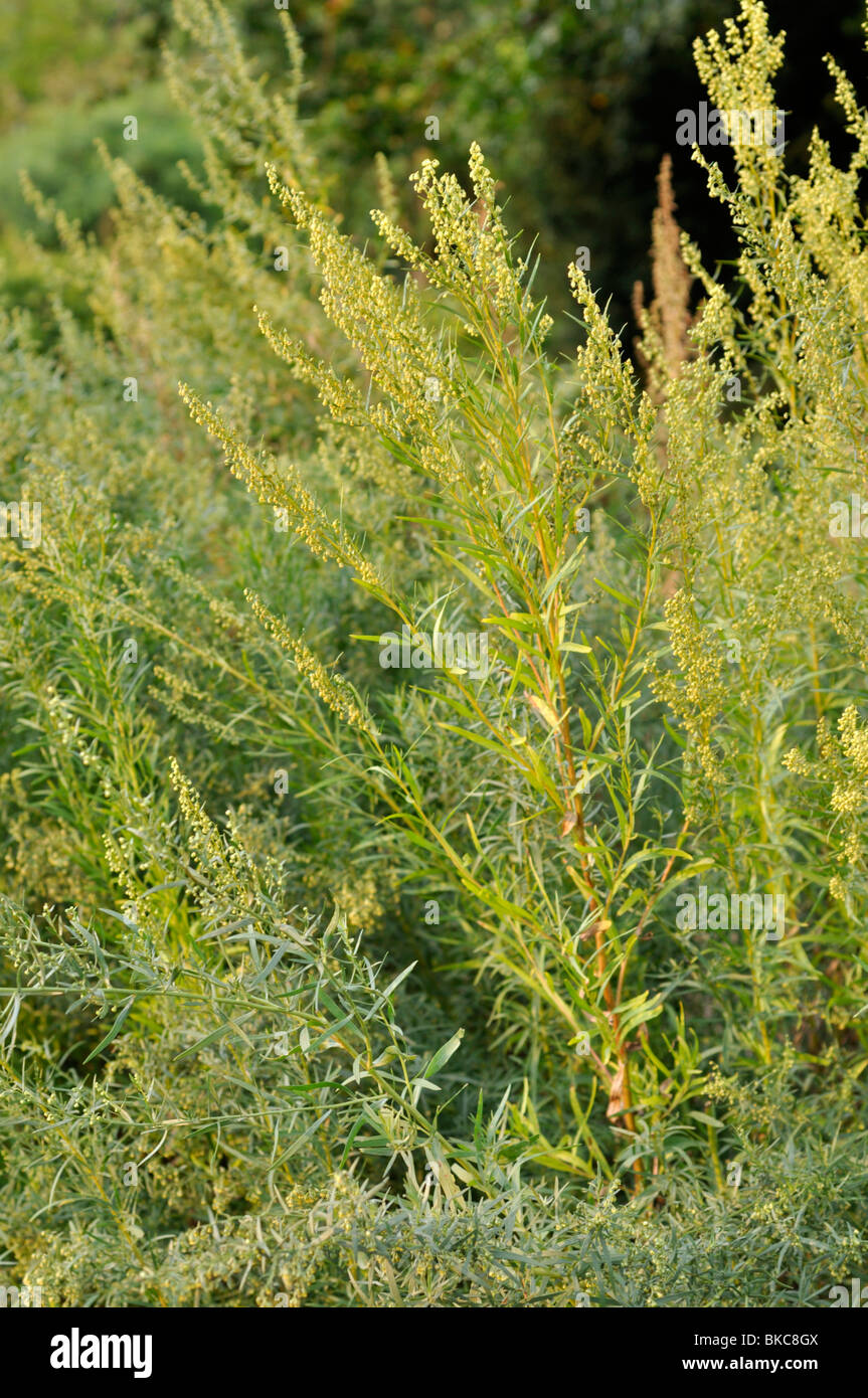 Estragon (Artemisia dracunculus) Stockfoto