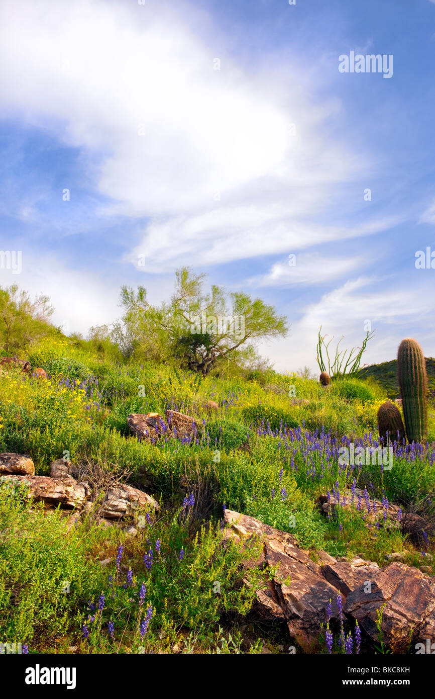 Frühling blüht in der Sonoran Wüste von Arizona weißen Tank Berge Regional Park. Stockfoto