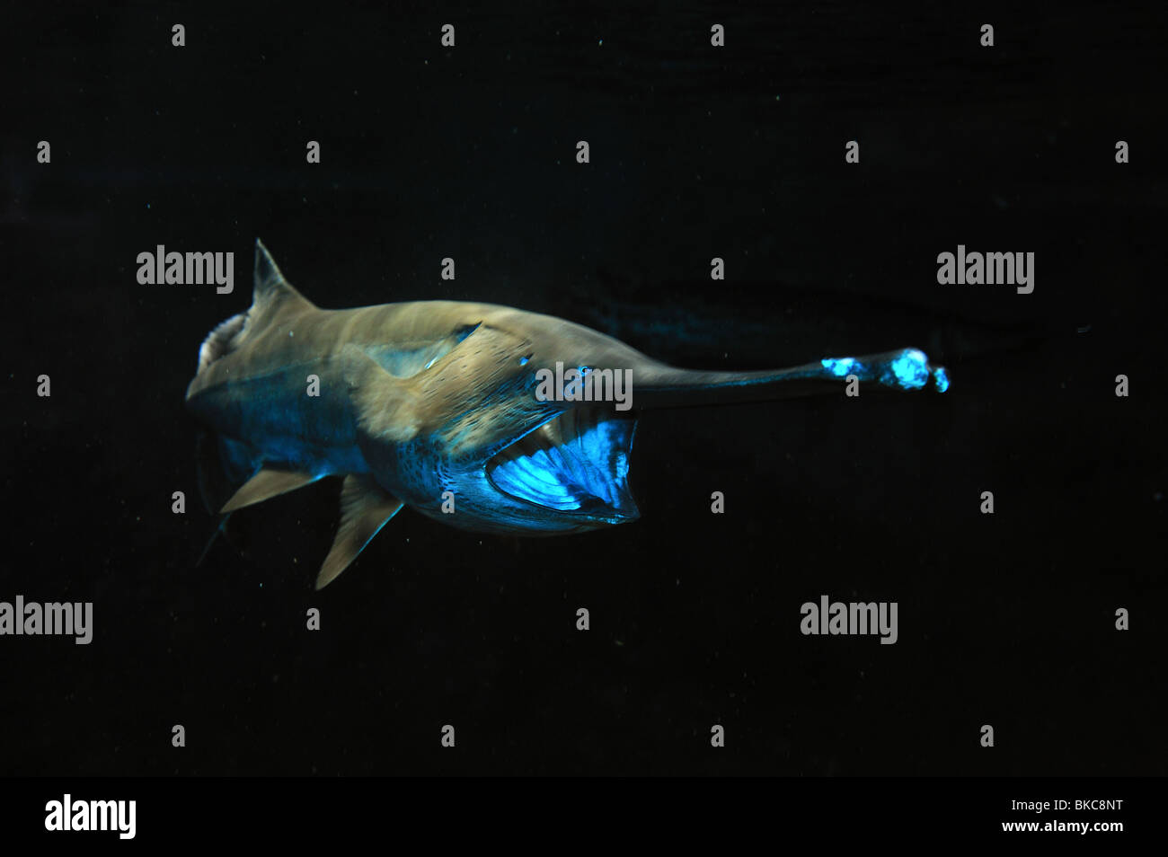 Amerikanische Löffelstöre, Polyodon Spathula, in Gefangenschaft Stockfoto