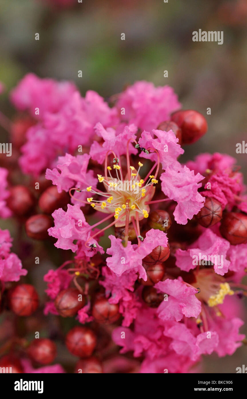 Crape myrtle (lagerstroemia Indica 'Nana Lavendel') Stockfoto