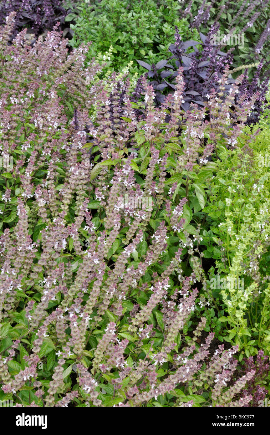 Basilikum (Ocimum Basilicum) Stockfoto