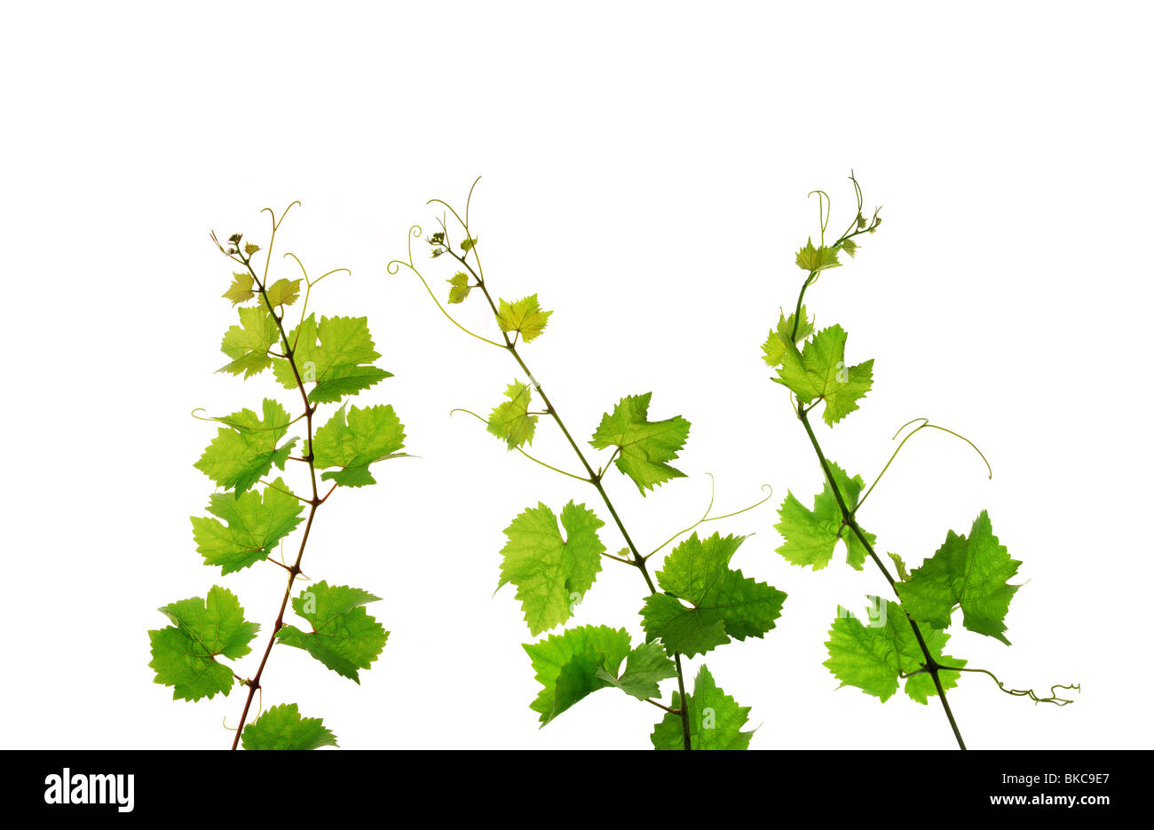Frisch isolierte Weinrebe Zweige Stockfoto
