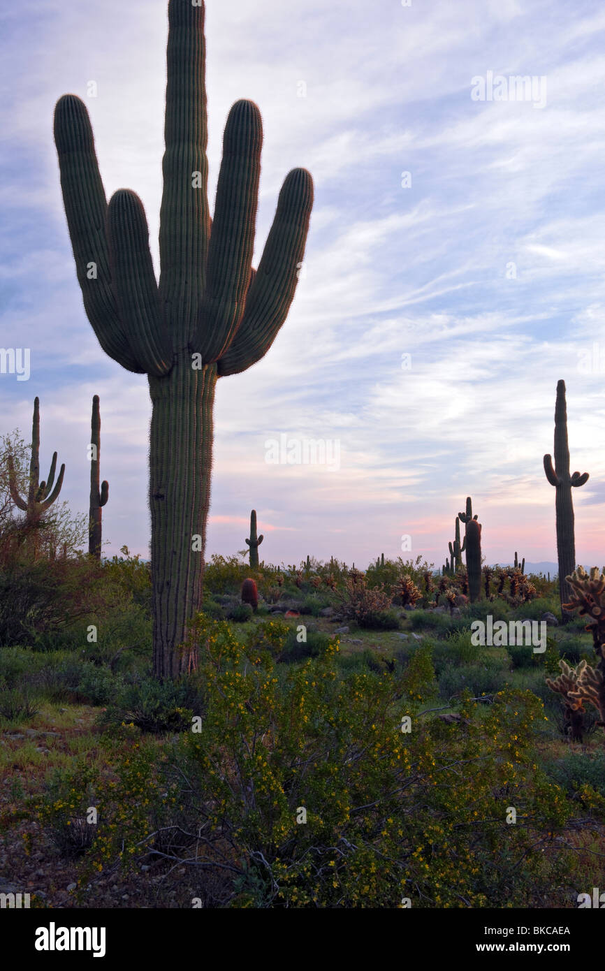 Saguaro Kaktus stehen aufrecht an der ersten Ampel in Arizona weißen Tank Berge Regional Park westlich von Phoenix. Stockfoto