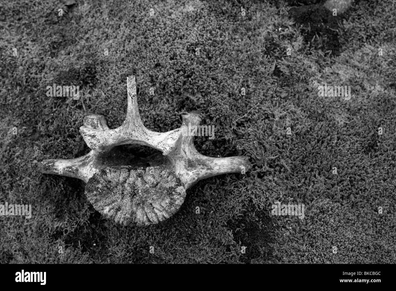 Norwegen Spitzbergen Wirbel von Eisbär (Ursus Maritimus) auf Tundra Außenkabine Trapper des Half Moon-Insel im Sommer Stockfoto