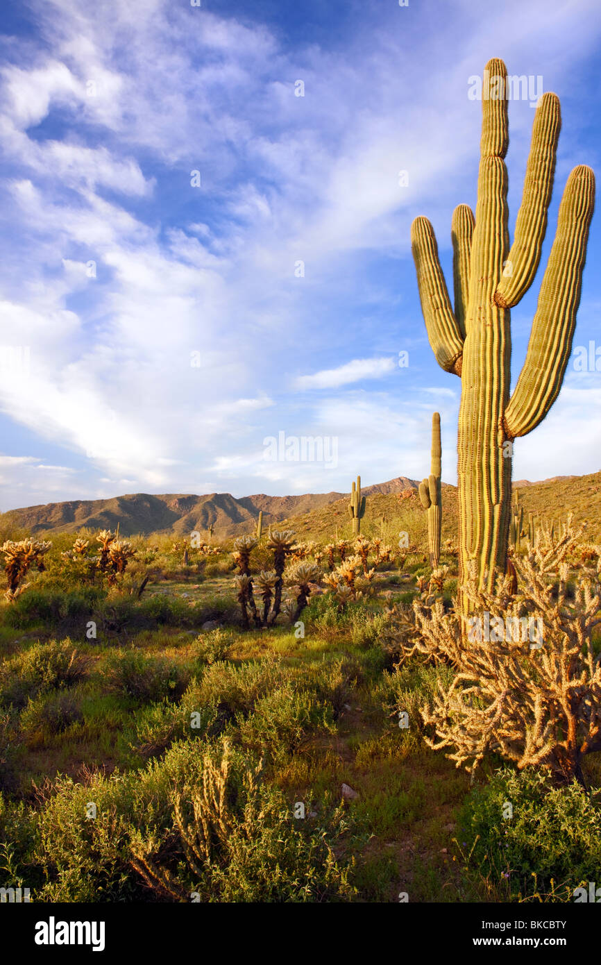 Am frühen Morgen Licht auf Teddy Bear Cholla und die hoch aufragenden Saguaro-Kaktus in Arizona weißen Tank Berge Regional Park. Stockfoto