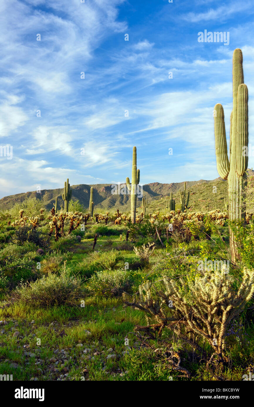 Am frühen Morgen Licht auf Teddy Bear Cholla und die hoch aufragenden Saguaro-Kaktus in Arizona weißen Tank Berge Regional Park. Stockfoto