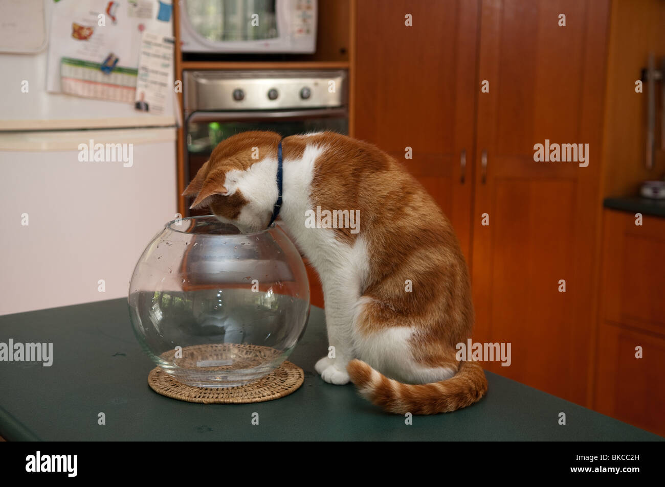 Haustier Katze spielt mit leeren gold Fish bowl Stockfoto