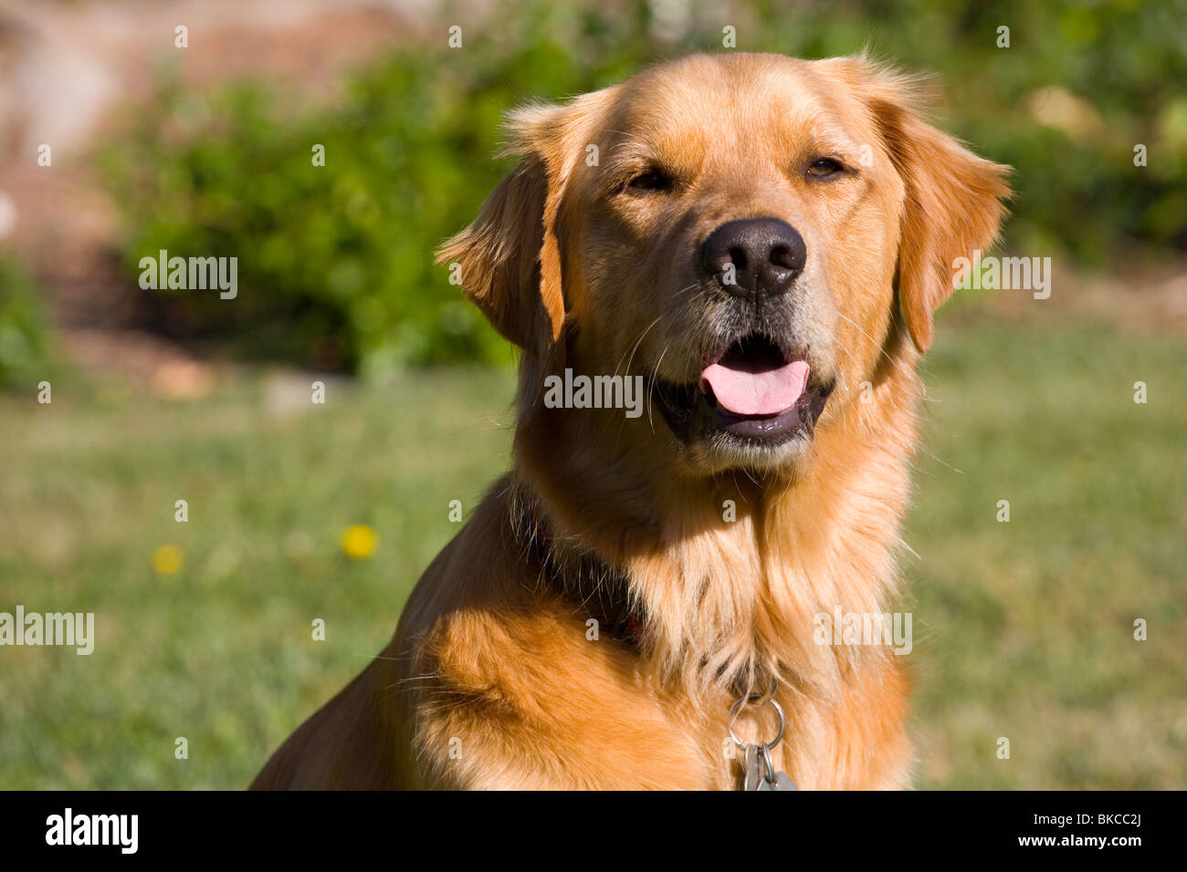 Golden Retriever Hund Stockfoto
