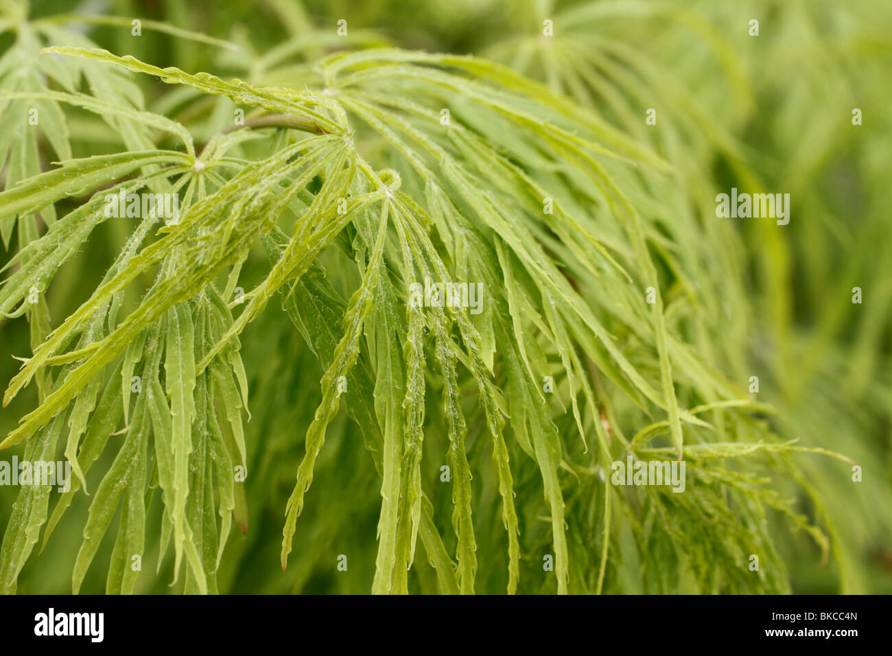 Weinend acer -Fotos und -Bildmaterial in hoher Auflösung – Alamy