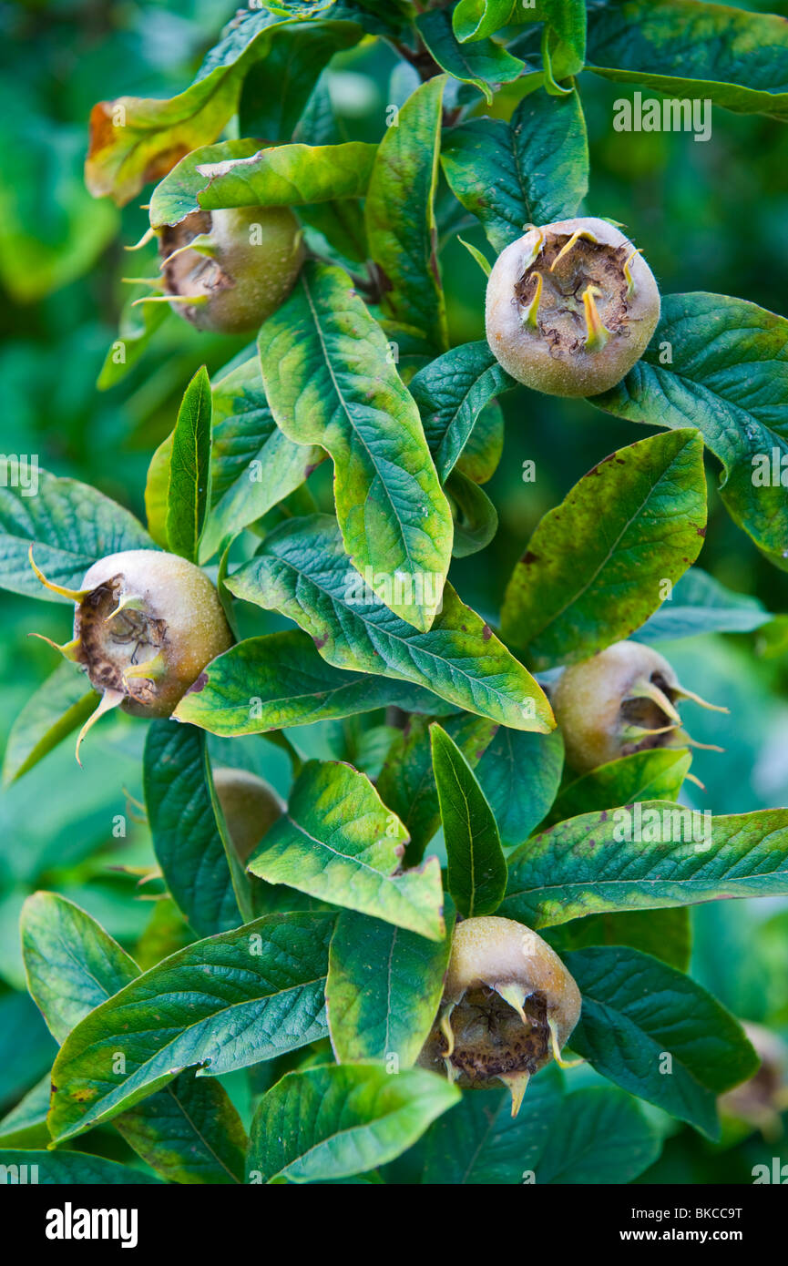 Gemeinsamen Mispel canescens Germanica Blätter und Früchte wachsen auf Baum-UK Stockfoto