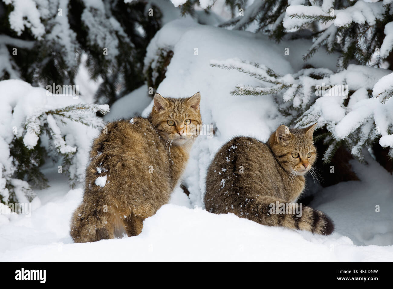 Europäische Wildkatze (Felis Silvestris). Zwei Jugendliche im Schnee. Stockfoto