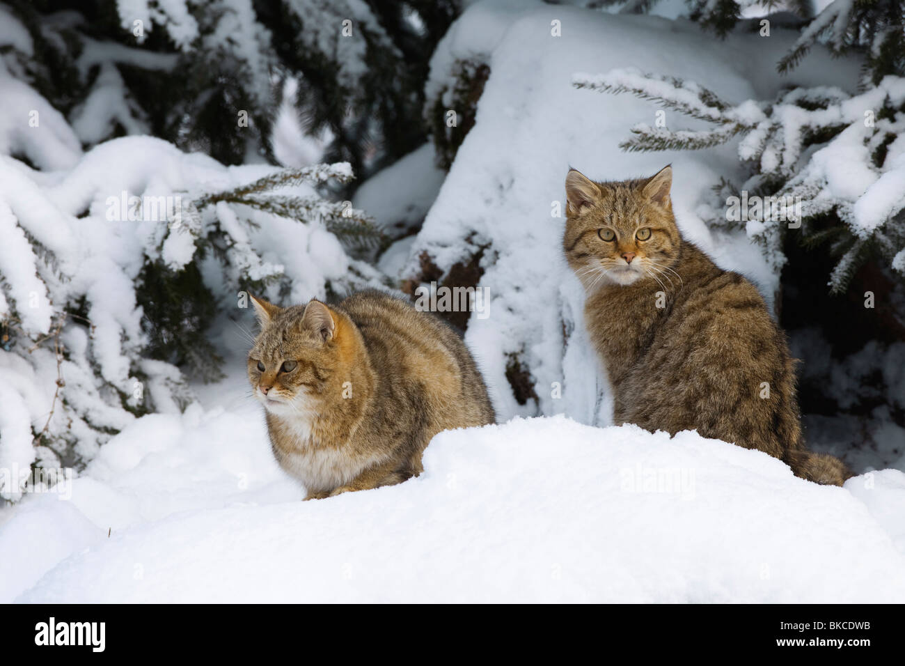 Europäische Wildkatze (Felis Silvestris). Zwei Jugendliche im Schnee. Stockfoto