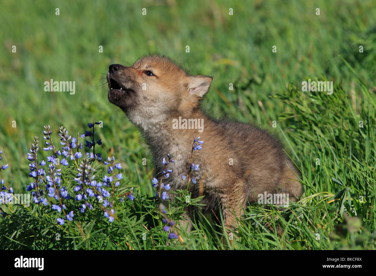 Graue Wölfe, graue Wolf (Canis Lupus). 8 Wochen alten Pub heulend auf einer blühenden Wiese. Stockfoto