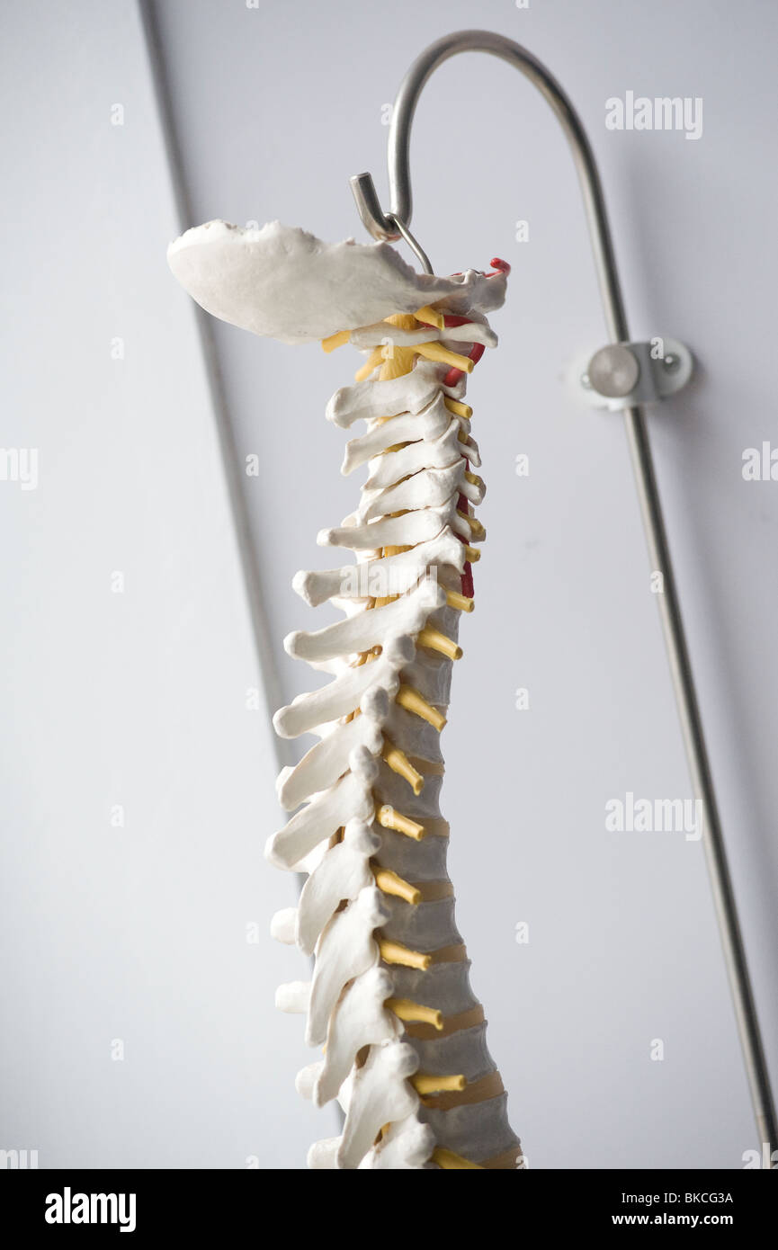 Wirbelsäule Skelett in einem Ärzte-Raum aufhängen. Stockfoto