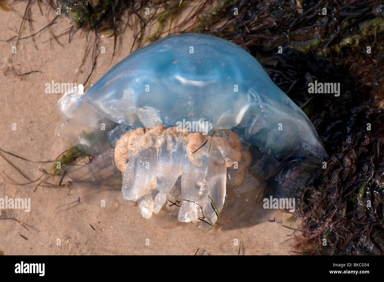 Rhizostome Quallen (Rhizostoma Octopus) Wahsed oben am Strand. Stockfoto