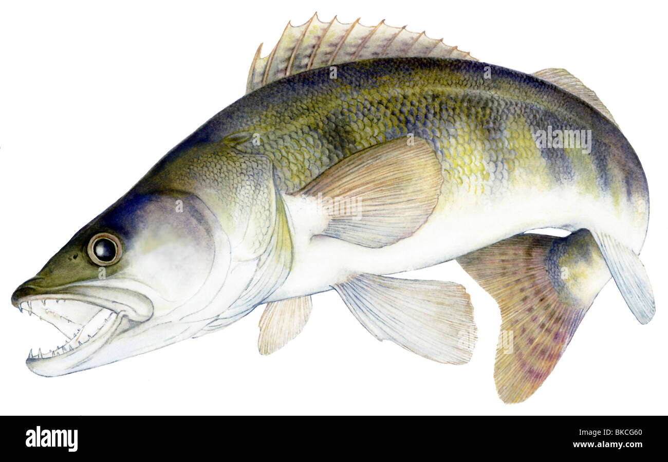 Zander, Zander (Lucioperca Lucioperca) in Bewegung, Zeichnung. Stockfoto