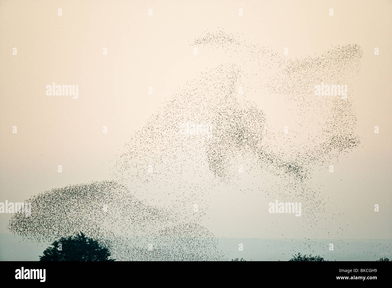 Herde von gemeinsamen Starling, Sturnus Vulgaris, Antenne Muster vor Stählen in den Schilfgürtel anzeigen Stockfoto