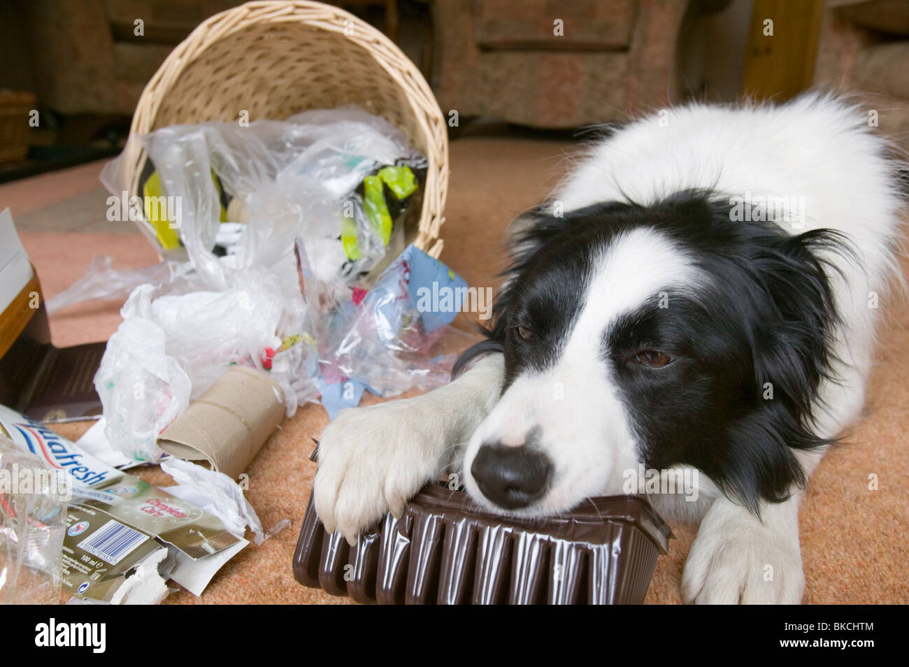 Ein Hund, der Inhalt von einem Haushalt bin Essen Stockfoto