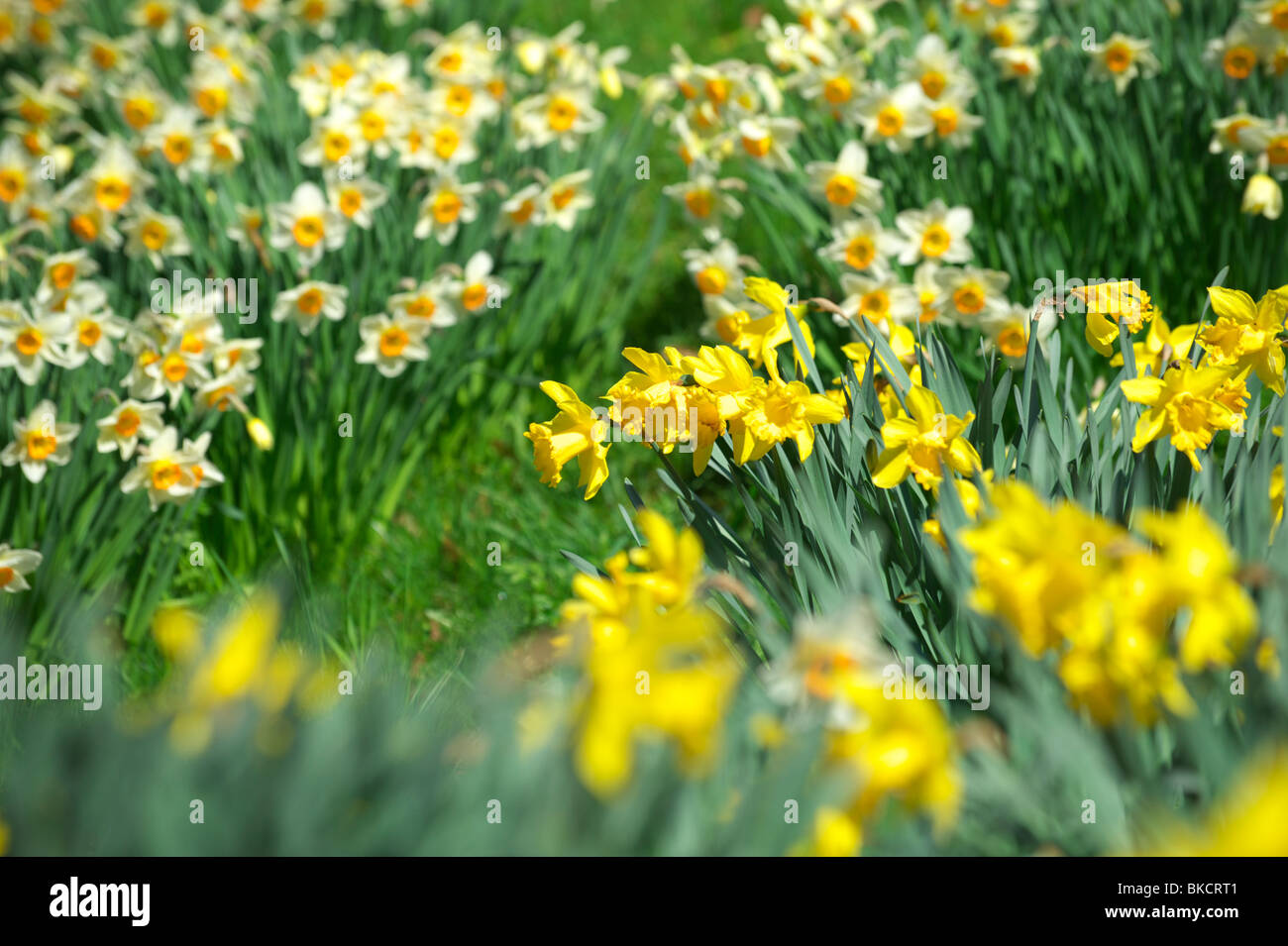 Narzissen in der Norfolk-Landschaft an einem sonnigen Frühlingstag Stockfoto