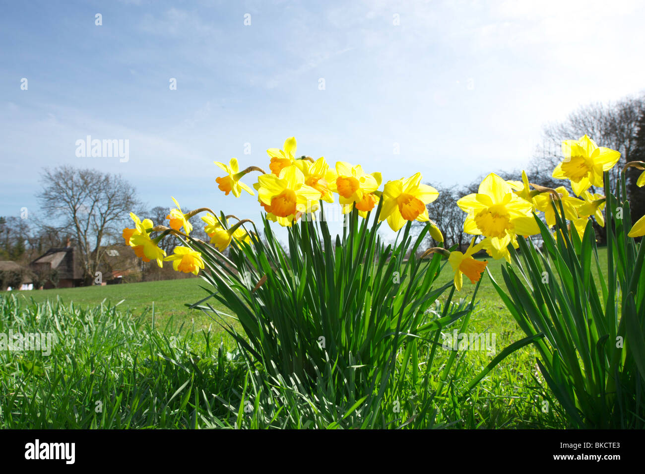 Weitwinkelaufnahme der Narzissen auf dem North Norfolk-Land an einem sonnigen Frühlingstag Stockfoto