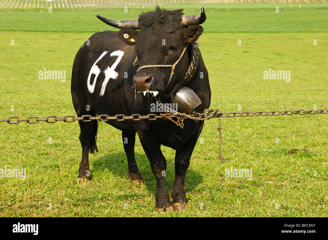 Eine Eringer kämpfenden Kuh wartet auf die Kuh Kampf, Schweiz Stockfoto