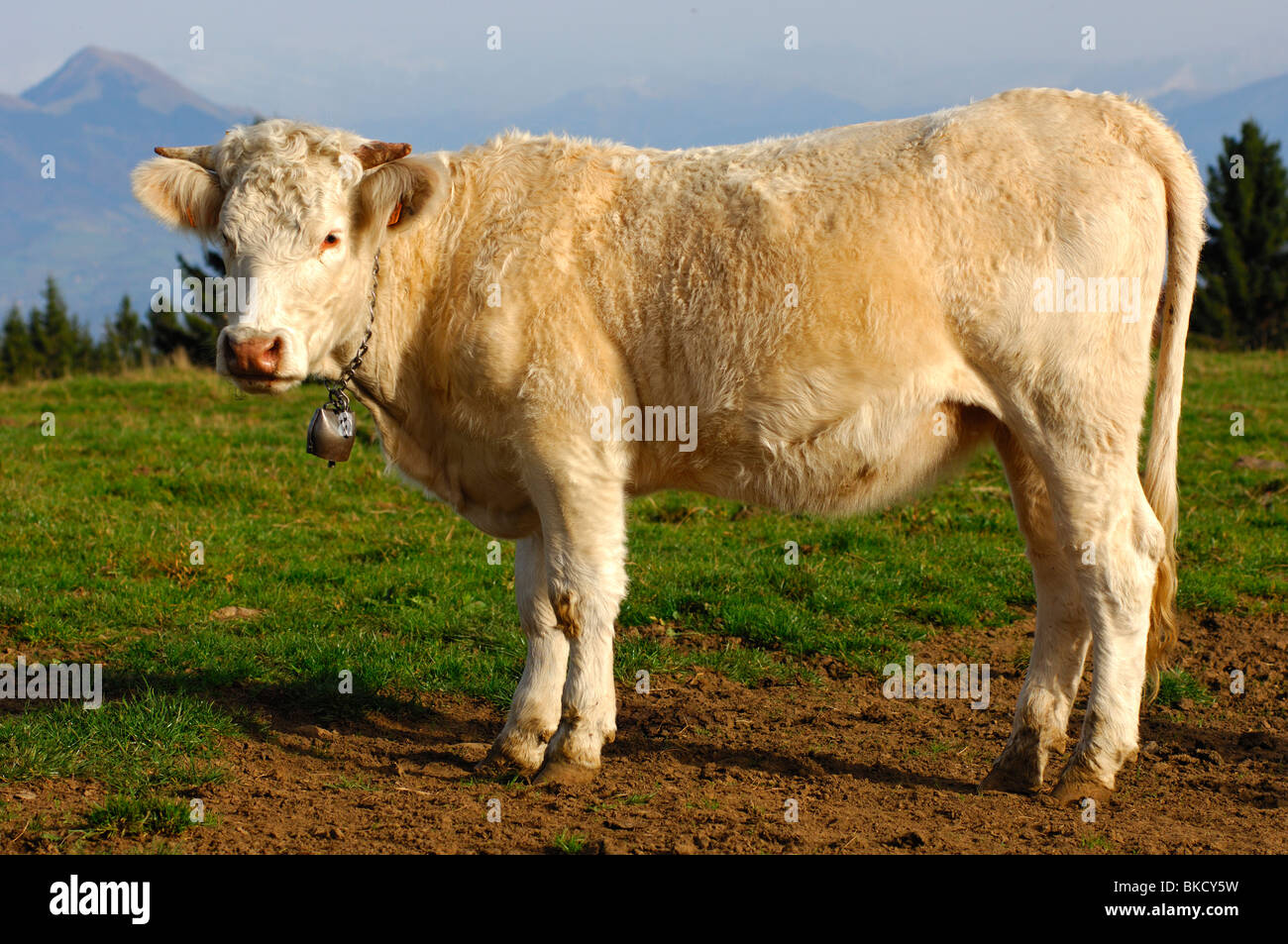 Junge Charolais Mast Bull, Frankreich Stockfoto