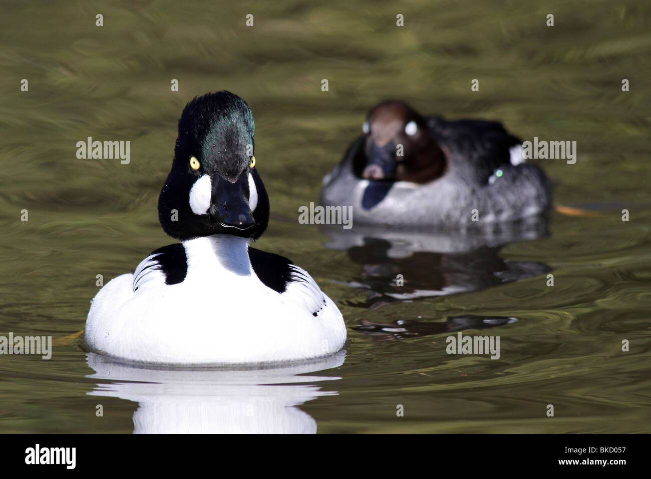 Paar von Common Goldeneye Bucephala Clangula darstellende Balz bei Martin bloße WWT, Lancashire UK Stockfoto