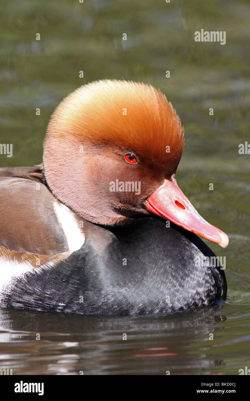Nahaufnahme des männlichen rot-crested Tafelenten Netta Rufina Kopf und Schnabel auf Martin bloße WWT, Lancashire UK Stockfoto