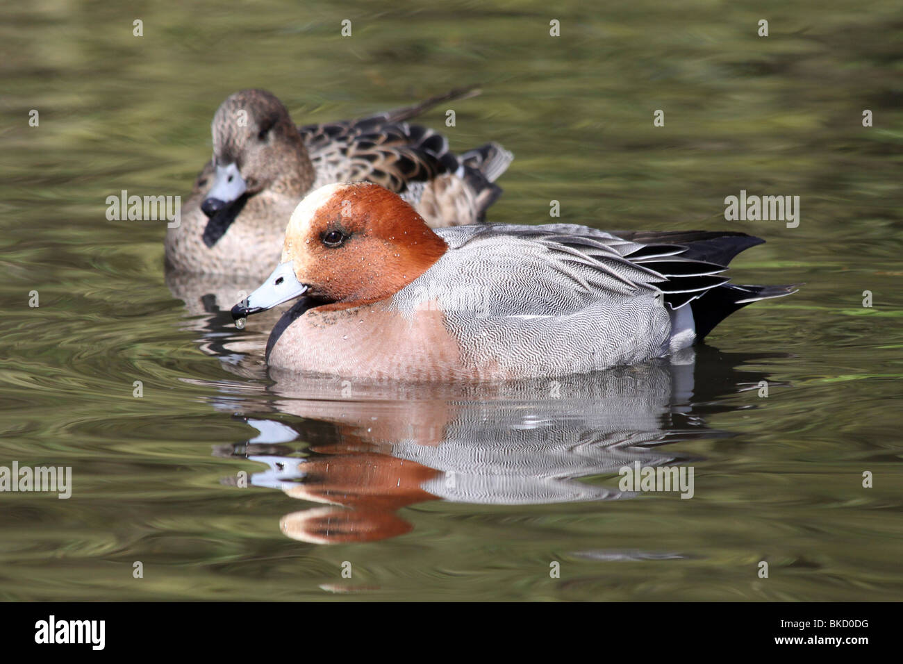 Paar der Eurasian Wigeon Anas Penelope Schwimmen bei Martin bloße WWT, Lancashire UK Stockfoto