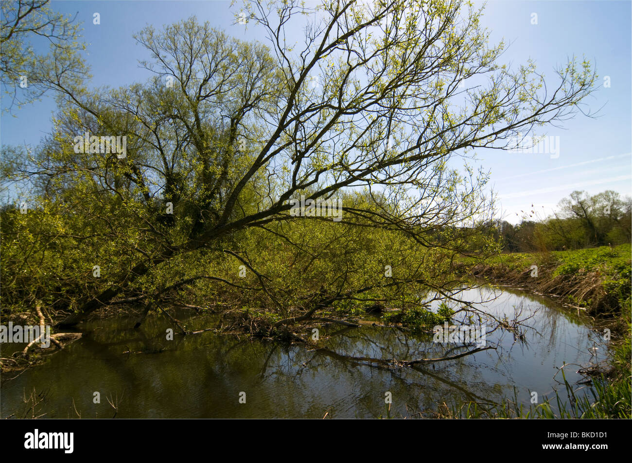 Der Fluss Cherwell in Oxfordshire, sonnigen Tag, blauer Himmel Stockfoto
