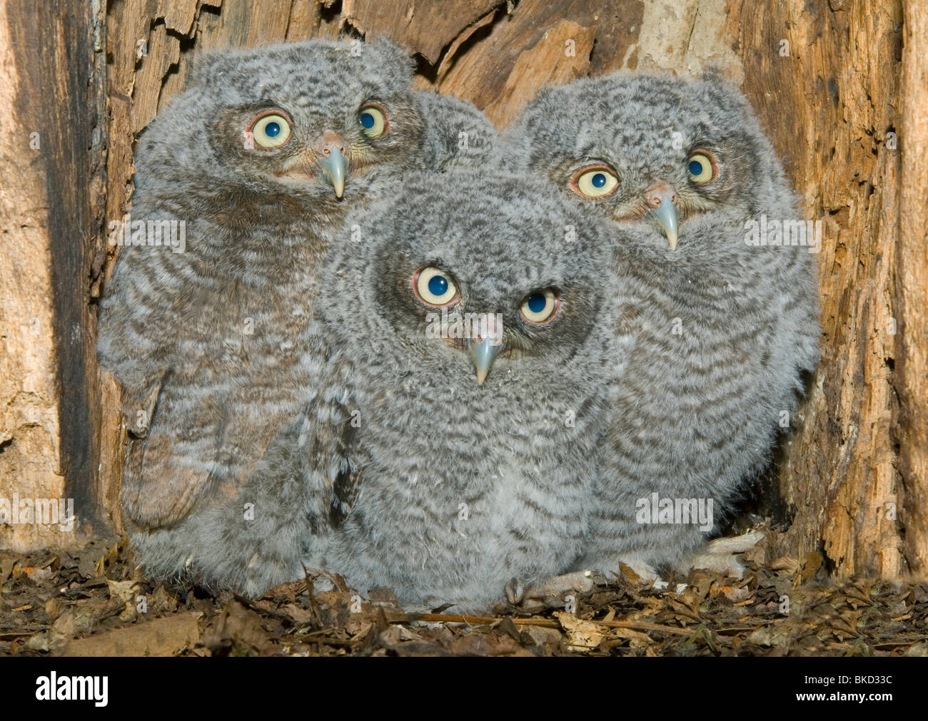 Eastern Screech Owl Junge im Hohlraum Nest 3 1/2 Wochen alt Otus asio Megascops E NA, von Bill Lea/Dembinsky Foto Assoc Stockfoto