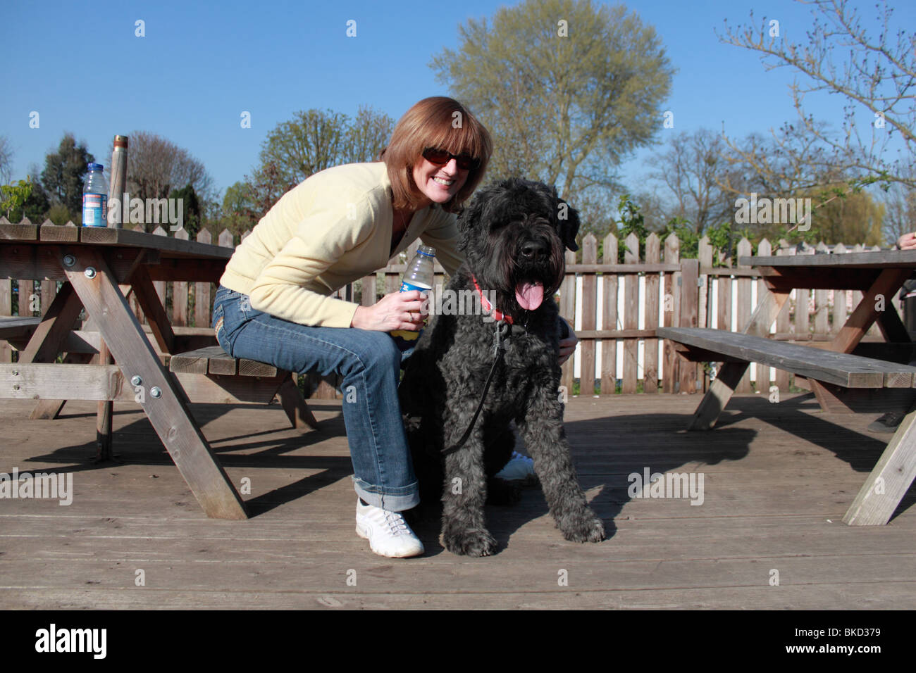 Bouvier Des Flandres Hund mit mittlere gealterte Frau sitzt am Tisch an der Themse in East Molesey Cricket Club Stockfoto