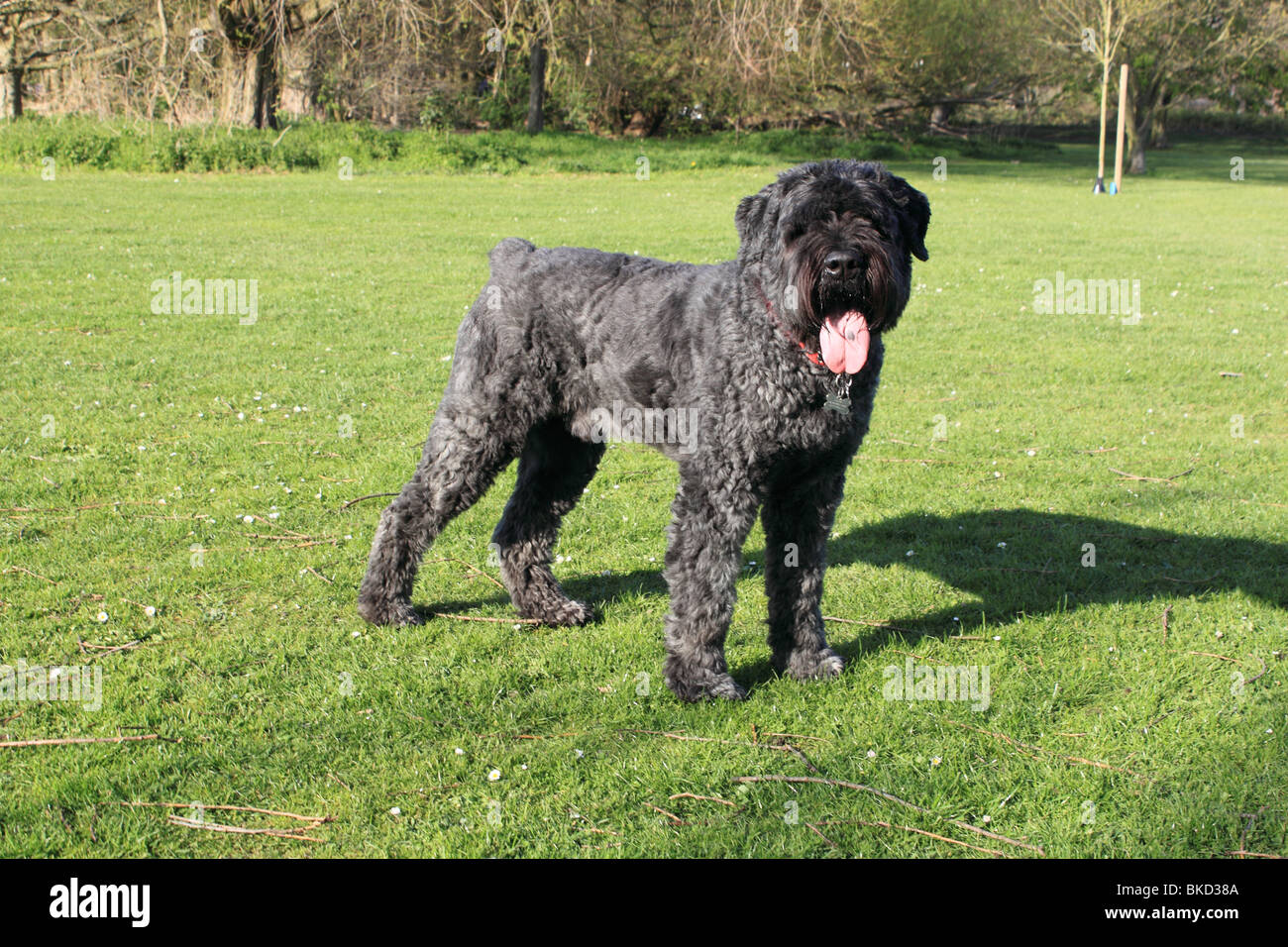 Bouvier Des Flandres Hund Stockfoto
